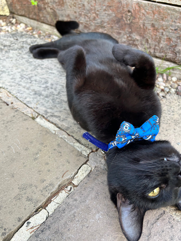 Hiro & Wolf Handmade Cat Collars: Why They're the Purrfect Choice